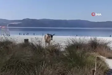 Salda Gölüne inen geyik kamerada