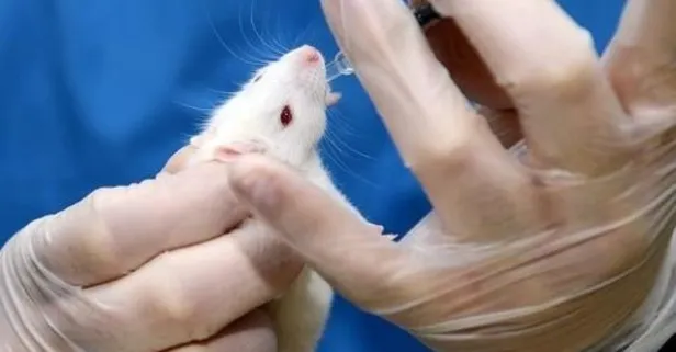 ABD’de 1000 Covid-19’lu fare ele geçirildi: Hastalığı yaymak için tasarlanmışlar!