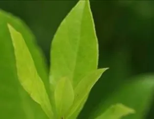 Defne Yaprağının Faydaları