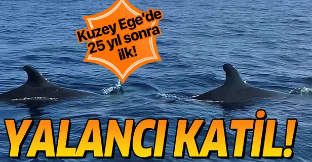 Gökçeada yakınlarında 25 yıl sonra ilk kez görüntülendi! Yalancı Katil balina...