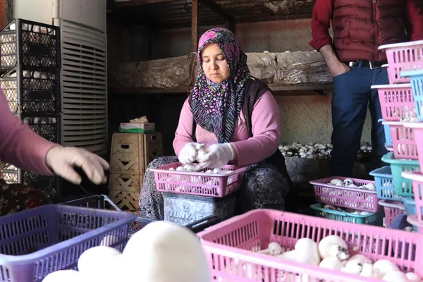 Mantar üretti, hem kendi hem de köylüyü zengin etti!-8