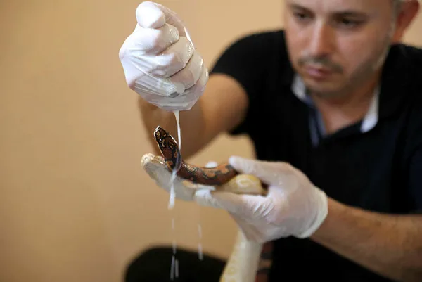 turkiyenin-en-buyuk-hayvanat-bahcesi-olan-gaziantep-hayvanat-bahcesinde-deri-degistiren-yilanlara-sut-banyosu-yaptiriliyor-1625128879440.jpg Türkiye'nin en büyük hayvanat bahçesi olan Gaziantep Hayvanat Bahçesi'nde deri değiştiren yılanlara süt banyosu yaptırılıyor-4