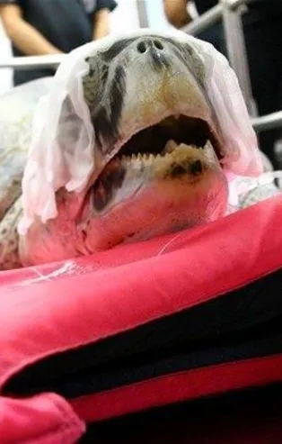 Kaplumbağanın midesinden çıkanlar şok etti