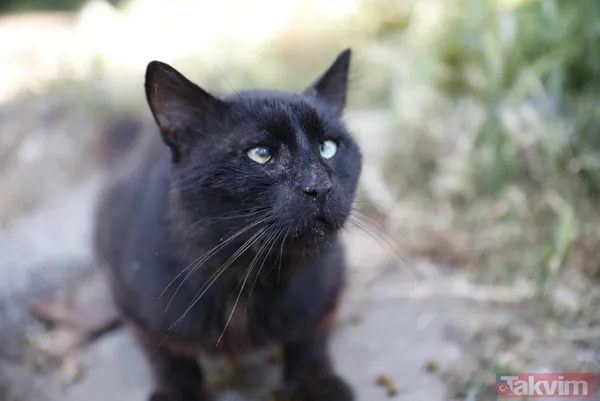Büyükada'da salgın! 4 ayda 700 kedi Feline Enfeksiyoz Peritonit (FIP) hastalığından öldü! Hayvanseverler CHP'li belediyeyi kayıt tutmadığı için suçladı - 12