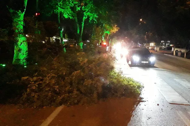 Malatya'da ağaç dalı devrildi, yol kapandı