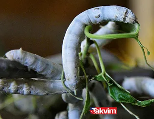 40 günde 10.000 TL kazanıyorlar! Kullanılmayan okul binasında başladılar! Şimdi paraya para demiyorlar!