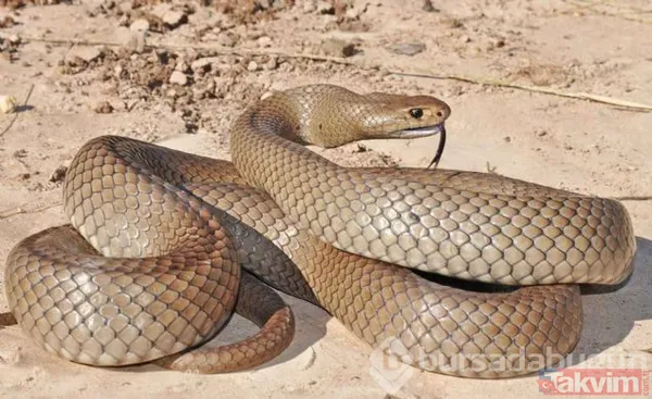 Rüyada evde kahverengi yılan görmenin anlamı ve yorumu nedir? Rüyada kahverengi yılan görmek ne anlama gelir, neye işarettir? - 5