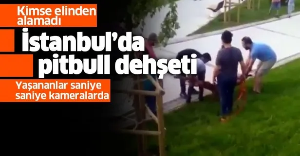 Sultangazi’de pitbull ısırdığı köpeği yediği dayağa rağmen bırakmadı