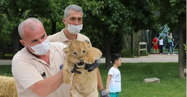 Aslan ailesinde yavru sevinci