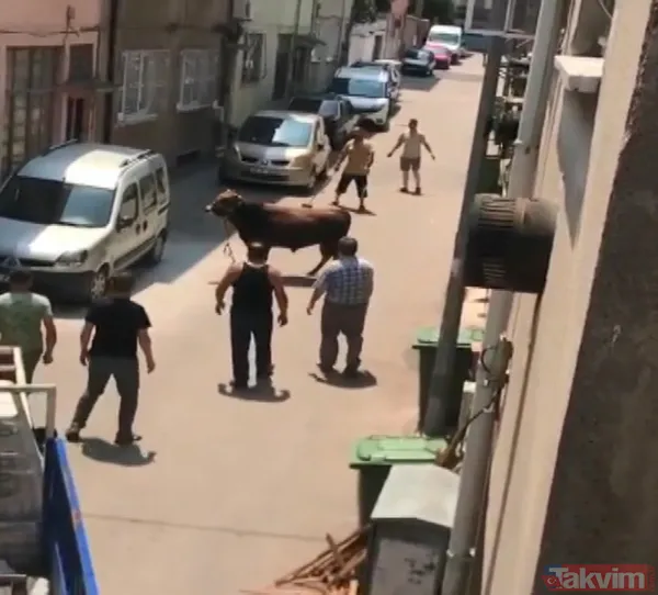 'Firar eden kurbanlıklar' haberleri gelmeye başladı! Boğa bir kişiyi düşürdü koçlar trafiği karıştırdı - 8