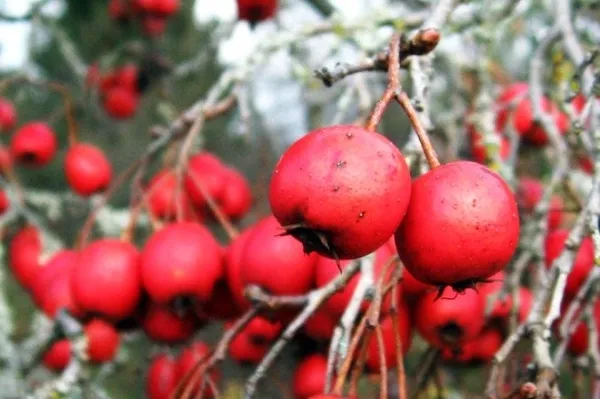 Alıç her derde deva! Alıçın faydaları nelerdir? Alıç neye iyi gelir?-6