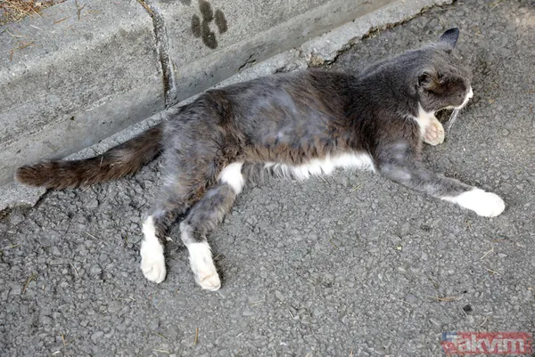 Büyükada'da salgın! 4 ayda 700 kedi Feline Enfeksiyoz Peritonit (FIP) hastalığından öldü! Hayvanseverler CHP'li belediyeyi kayıt tutmadığı için suçladı - 28