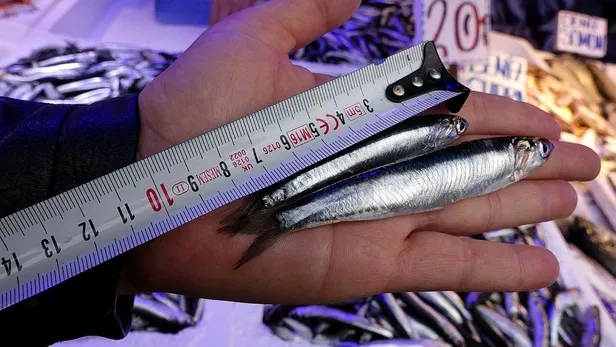 Uzmanlardan 'hamsi' uyarısı: Nesli tükenebilir-7