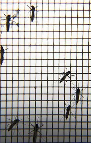 İstanbulluların sinek çilesi! Şikayetler arttı