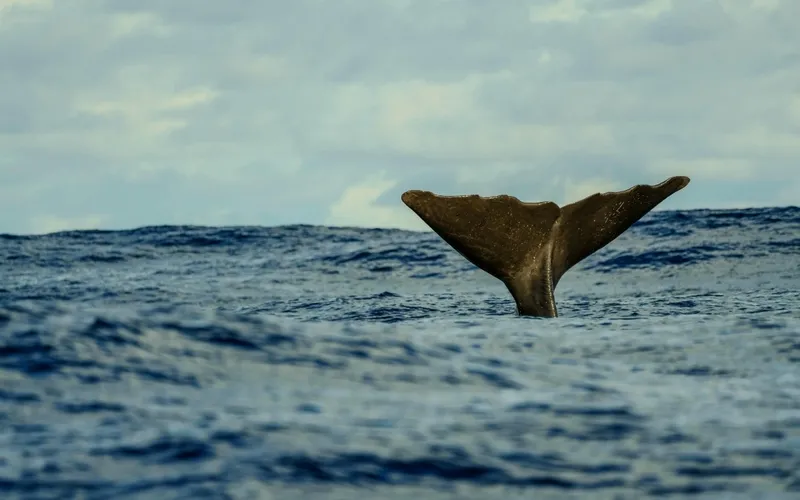 okyanus-derinliklerinde-koro-balinalar-tipki-bizim-gibi-dinliyor-1773734012896.jpg Okyanus derinliklerinde koro: Balinalar tıpkı bizim gibi dinliyor-5