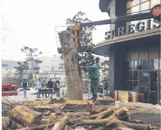 Sabancılar’ın ağaç katliamı
