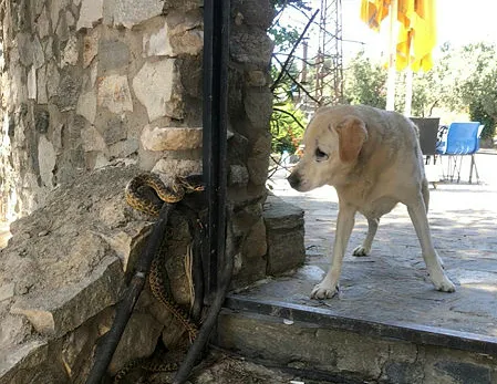 Yılanın köpeğe saldırı anı