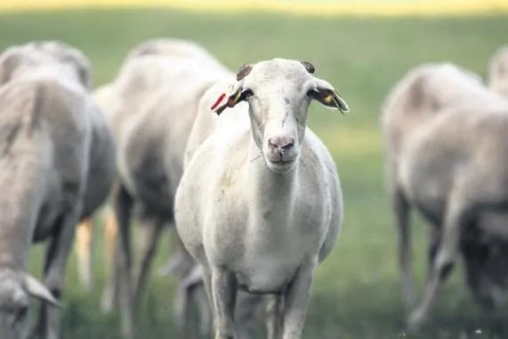 sosyal-destekler-artti-yasli-ayligi-1536-tl-engelli-ayligi-1840-lira-oldu-1658520884355.jpeg Sosyal destekler arttı! Yaşlı aylığı 1536 TL, engelli aylığı 1840 lira oldu-4