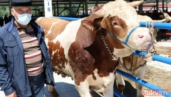 KURBANLIK FİYATLARI NE KADAR OLDU? 2022 Büyükbaş Küçükbaş Tosun, Koyun, Dana, Öküz, Sığır, Keçi, Koç İL İL kurbanlık FİYAT LİSTESİ! - 13