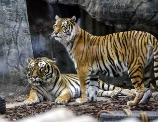 Metropolün 'vahşi kedileri'