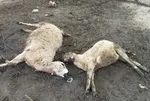 Kırşehir’de koyun katliamı! Mandıraya giren kurtlar 40 koyunu telef etti!