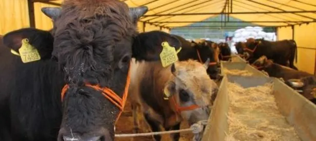 Kurbanlık hayvana eziyet edene para cezası