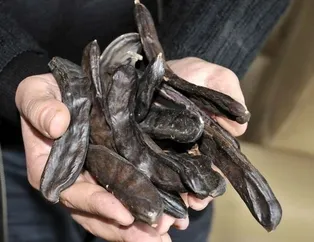 Keçiboynuzunun mucizevi etkileri