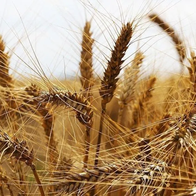 Buğday ve arpa alım fiyatları belli oldu