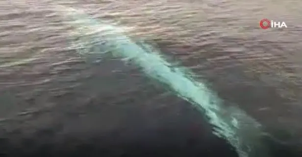 Balık avlamak için 15 km açıldı! 15 metre uzunluğunda Fin balinası görüntüledi