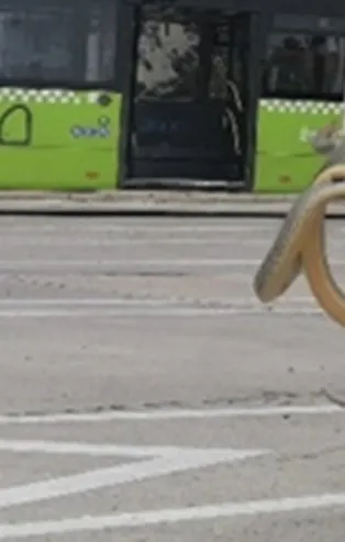 Son dakika: Halk otobüsünde yılan paniği! 2 metre uzunluğunda...