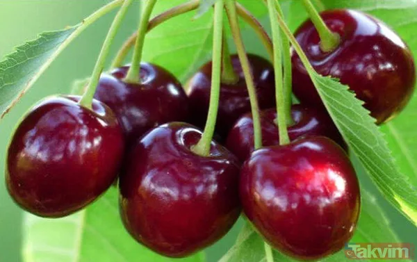 Onlar sıradan besinler değil bilim insanları da doğruladı! Peygamberimiz Hz.Muhammed'in insanlığa tavsiye ettiği yiyecekler - 46