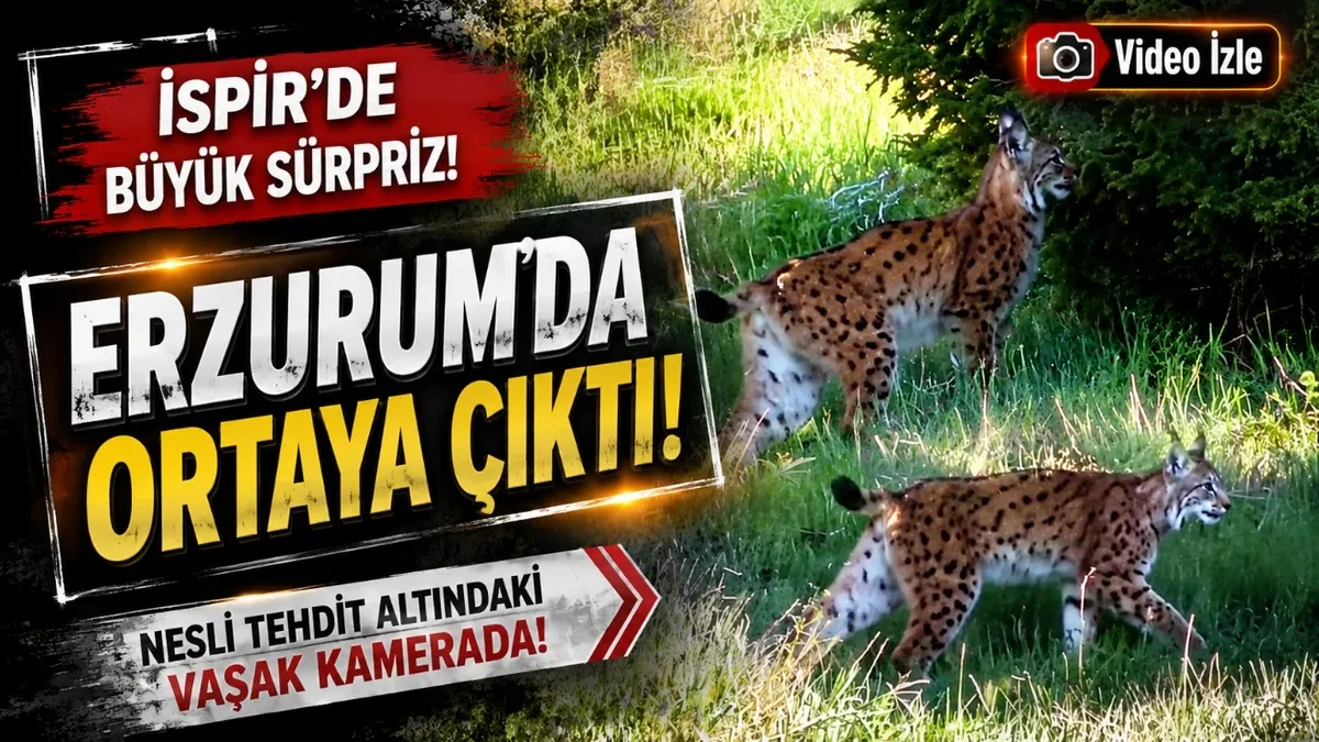 Erzurum İspir'de vaşak görüntülendi