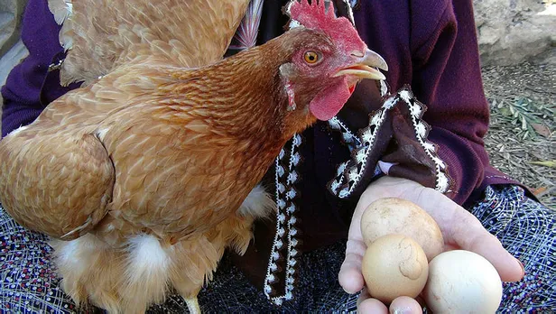 Bu tavuğun yumurtası tam bin lira!-6