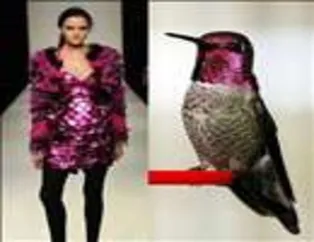 Moda ve Kuşlar