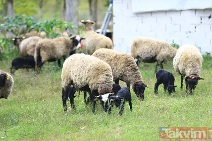Emekli olduktan sonra koyun yetiştirmeye başladı! Koronavirüsten sonra talebe yetişemiyor