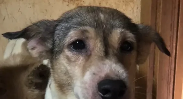 Japonya'da bir ailenin 30 metrekarelik evde 164 köpek ile yaşadığı tespit edildi-1