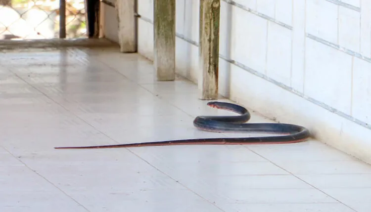 Yılanlar ile ilgili şoke eden bilgi! Bu saatte çıkan yılanlar yüzde 99 zehirli! - 5