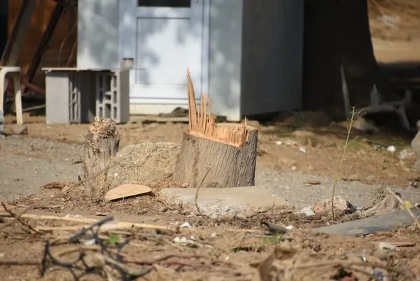 chpli-seferihisar-belediyesi-asirlik-agaclari-kokunden-kesti-agaclar-kurudu-yalanini-fotograflar-ortaya-cikadi-1665640911169.jpg CHP'li Seferihisar Belediyesi asırlık ağaçları kökünden kesti! 'Ağaçlar kurudu' yalanını fotoğraflar ortaya çıkardı-8