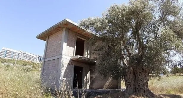 1500-yillik-agacin-dibine-villa-yapildi-chpli-kusadasi-belediyesi-katliama-sessiz-kaldi-1597962671118.jpg 1500 yıllık ağacın dibine villa yapıldı, CHP'li Kuşadası Belediyesi katliama sessiz kaldı!-1