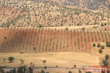Bir dönem PKK’nın yuvalandığı Gabar ve Cudi dağlarında artık terörist değil fıstık yetişiyor