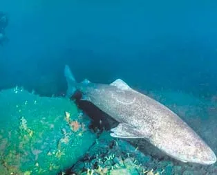 Osmanlı döneminde doğdu hala hayatta