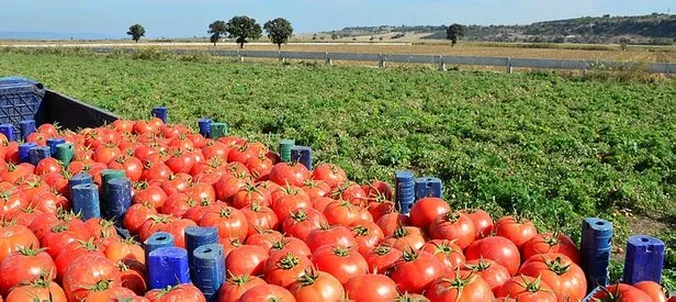Rusya, Türkiye’den domates ihracatına onay verdi