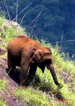 Yılan evcil köpeğe saldırdı! Dehşet dolu anlar... - 45