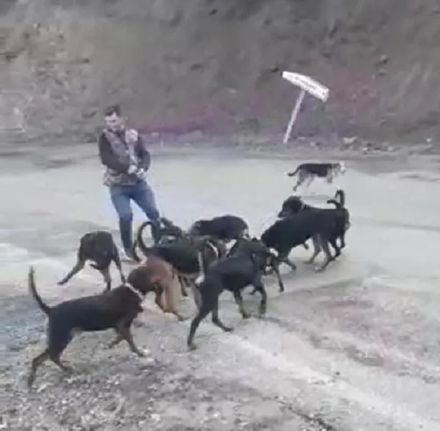 Yaraladıkları yavru domuzu av köpeklerine parçalatan avcılar cezadan kaçamadı! Denizli'de tepki çeken görüntü-2