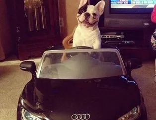 Bu köpekler hayallerimizi yaşamakla meşgul!