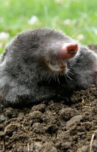 Rüyada köstebek görmek ne anlama gelir?