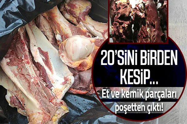 Düzce’de mide bulandıran olay! 20 atı kesip piyasaya süren baba oğula suçüstü baskın-1