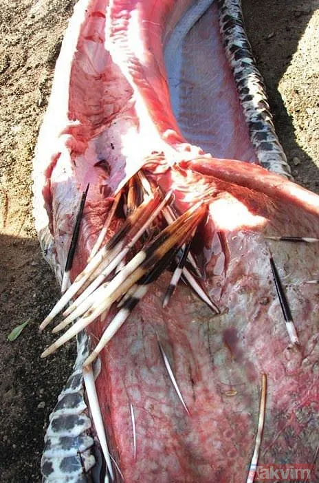 Duvarın içinden gelen seslerden ilallah etti sonunda paramparça etti! Gördükleri karşısında kalbi yerinden çıkacaktı - 16