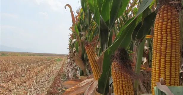Koronavirüsü ekonomiyi de vurdu! Salgın endişeleriyle fiyatlar geriledi