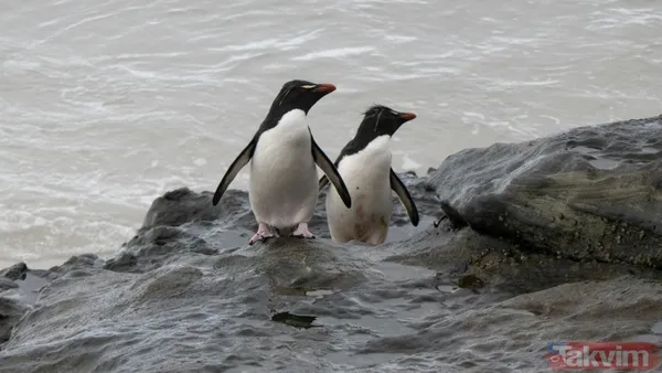 Son bakışı herkesi hüngür hüngür ağlattı! İşte başına buyruk nihilist penguenin hikayesi - 3